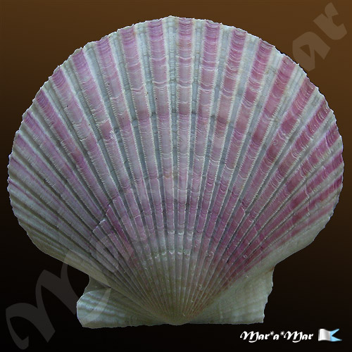 Argopecten purpuratus (Lamarck, 1819) - Imagem 2