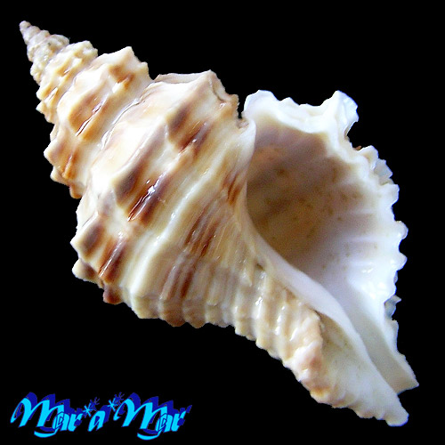 Alternative view of Latiaxena fimbriata Hinds, 1844