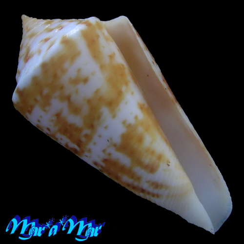 Conus (Lamniconus) petestimpsoni (Petuch & Berschauer, 2016)*