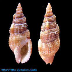 Colubraria kathiewayana Fittkan & Parth, 1992