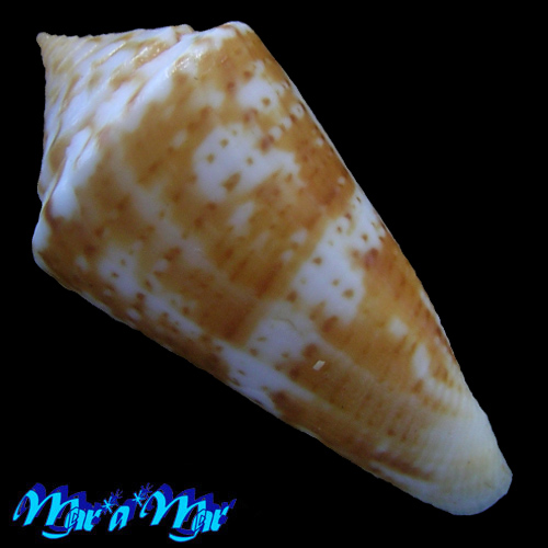 Alternative view of Conus (Lamniconus) petestimpsoni (Petuch & Berschauer, 2016)*