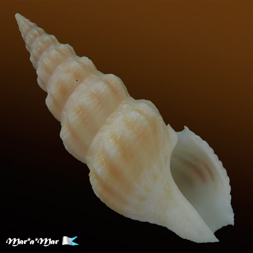 Clathrodrillia rubrofasciata Fallon, 2016*