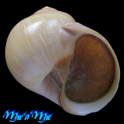 Lunatia fusca Blainville, 1825