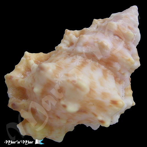 Alternative view of Bursa rhodostoma thomae Orbigny, 1842