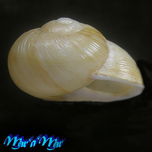 Zachrysia provisoria (Pfeiffer, 1844)