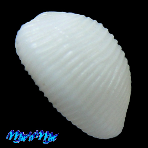 Niveria brasilica Fehse, D. & J Grego, 2005 - Image 4