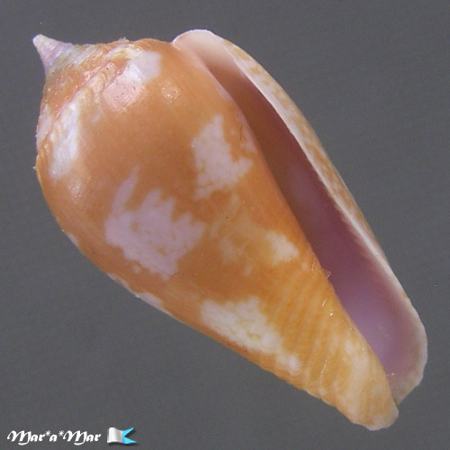 Parametaria macrostoma, Reeve 1859