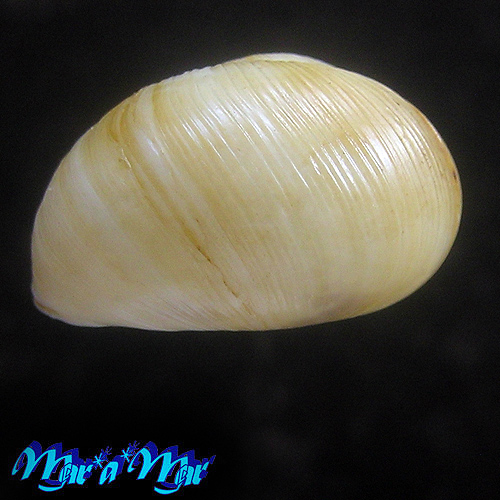 Alternative view of Zachrysia provisoria (Pfeiffer, 1844)