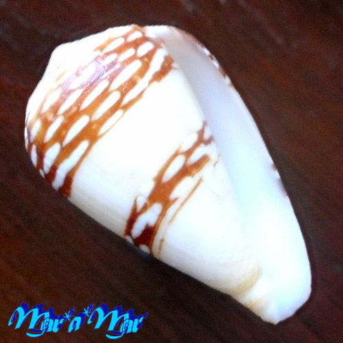 Conus mercator L., 1758