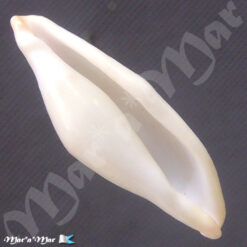 Pseudocyphoma intermedium (Sowerby, 1828)