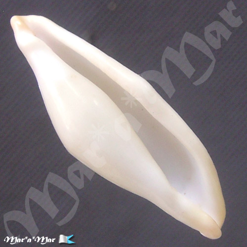 Pseudocyphoma intermedium (Sowerby, 1828)