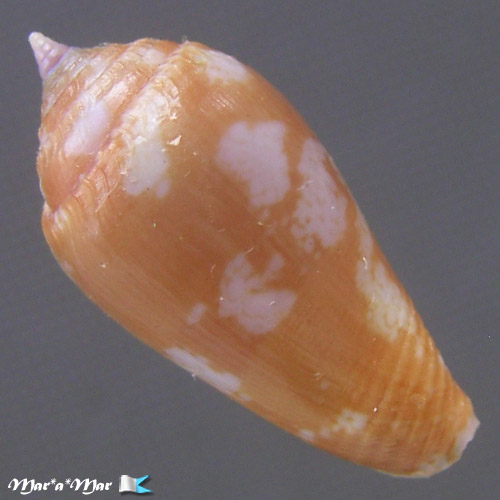 Parametaria macrostoma, Reeve 1859 - Image 2