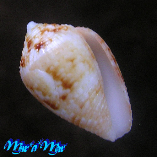 Conus selenae Van Mol , T. & K., 1967 - Image 2