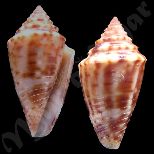 Jaspidiconus pealii (Green, 1830)