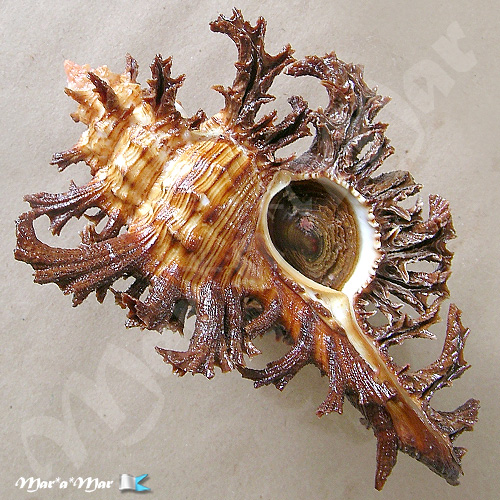 Chicoreus spectrum (Reeve, 1846)