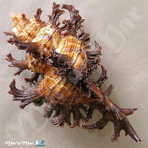 Alternative view of Chicoreus spectrum (Reeve, 1846)