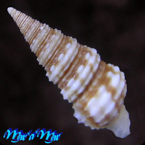 Alternative view of Turridrupa albogemmata Stalchmidt & Fraussen, 2011