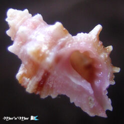 Attiliosa perplexa E.Vokes, 1999