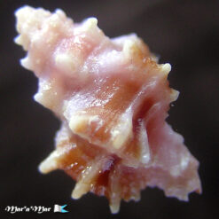 Attiliosa perplexa E.Vokes, 1999 - Imagem 2