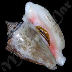 Strombus raninus Gmelin, 1791