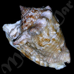 Strombus raninus Gmelin, 1791 - Imagem 2
