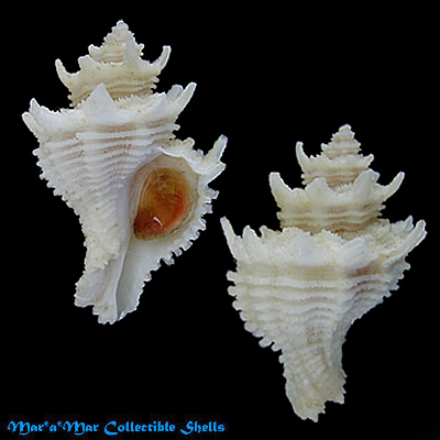 Babelomurex basilium (Neme & Leme, 1978)