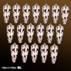 Pionoconus gubernator (Hwass in Bruguiere, 1792)