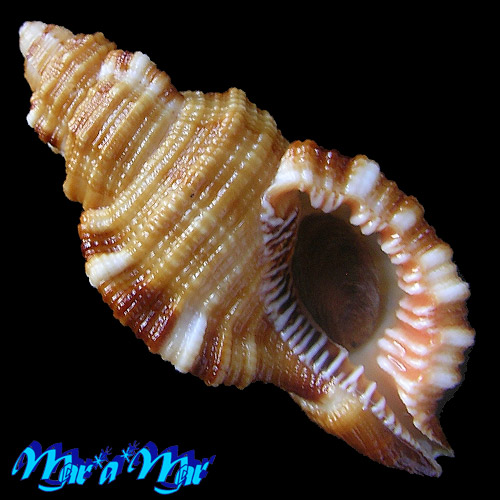 Monoplex martinianus Orbigny, 1845