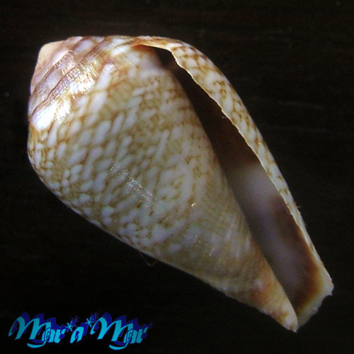 Conus cacao Ferrario, 1993