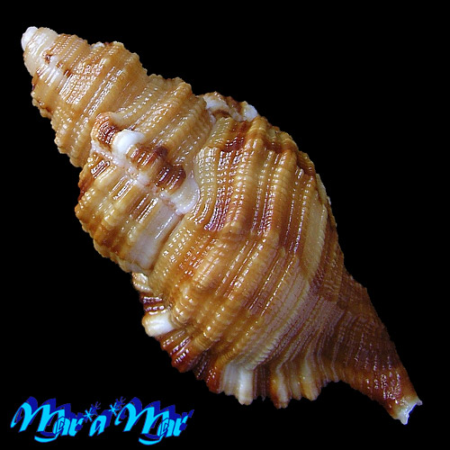 Alternative view of Monoplex martinianus Orbigny, 1845