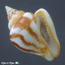 Columbella major Sowerby, 1832
