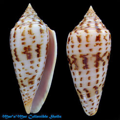 Conus pretiosus Nevill & Nevill, 1874