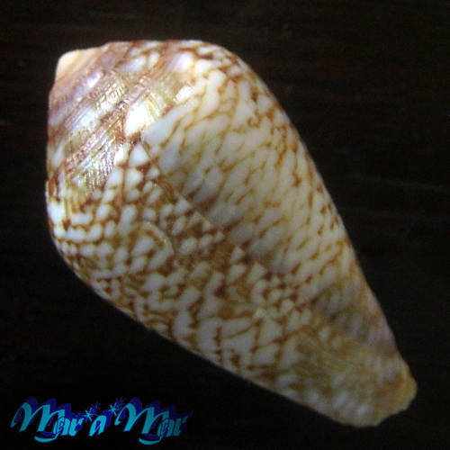 Alternative view of Conus cacao Ferrario, 1993