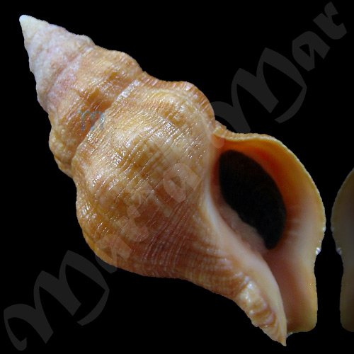 Leucozonia granullabris (Vermeij & Snyder, 2003)