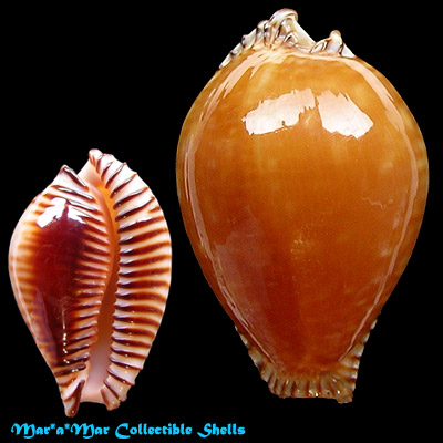 Cypraea guttata azumai (Schilder, 1960)