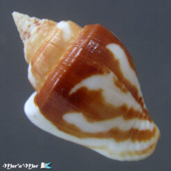 Columbella major Sowerby, 1832 - Image 2