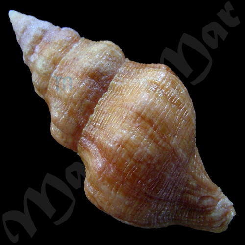 Leucozonia granullabris (Vermeij & Snyder, 2003) - Imagem 2