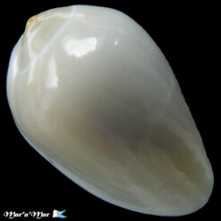 Prunum apicinum virgineum (Jousseaume, 1875)