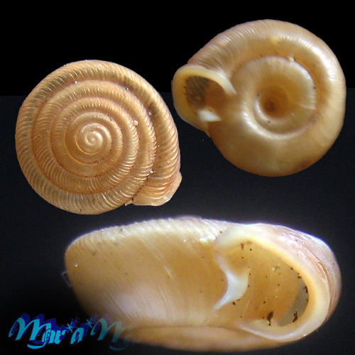 Polygyra plana bahamensis Vanatta, 1919