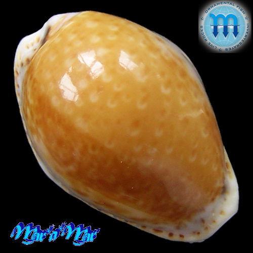 Cypraea acicularis marcuscoltroi (Petuch, 2015)