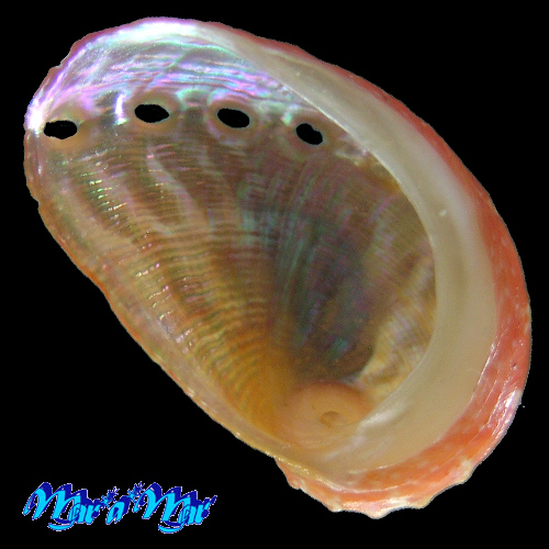 Alternative view of Haliotis aurantium Simone, 1998