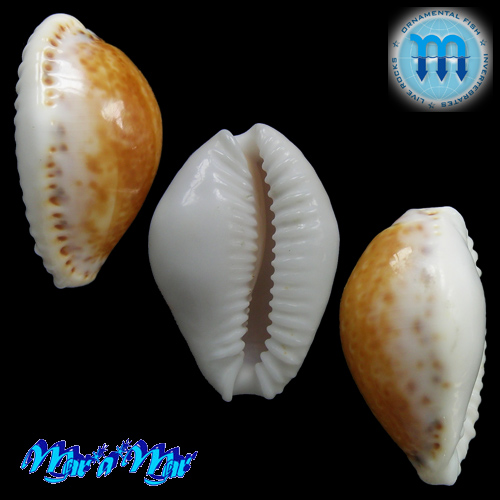 Alternative view of Cypraea acicularis marcuscoltroi (Petuch, 2015)