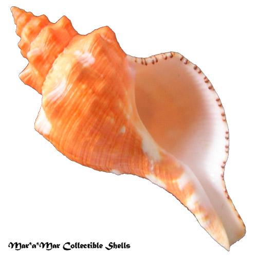 Pleuroploca aurantiaca (Lamarck, 1816)