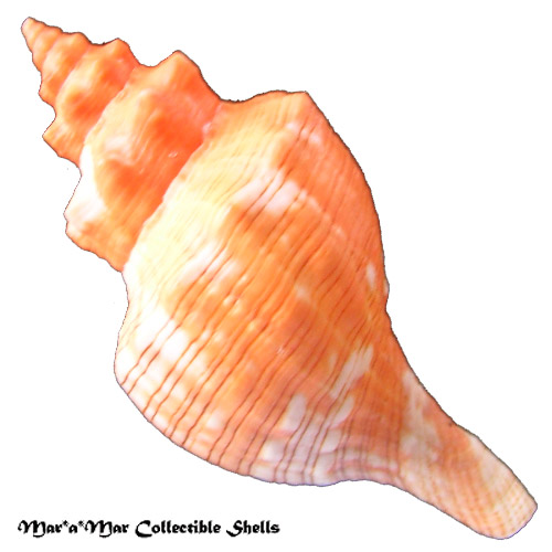 Pleuroploca aurantiaca (Lamarck, 1816) - Image 2