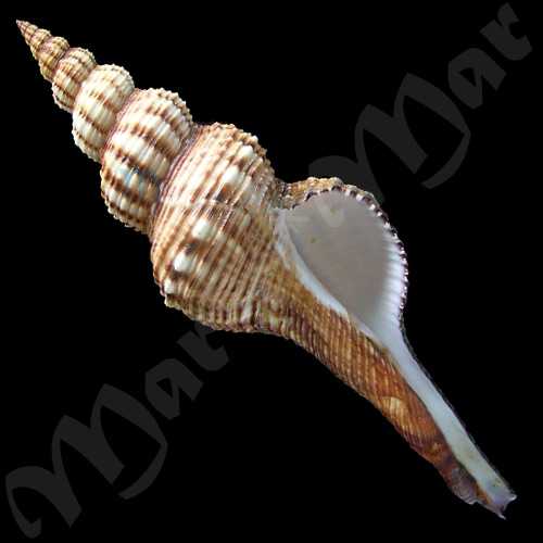 Fusinus closter caboblanquensis Weisbord, 1962