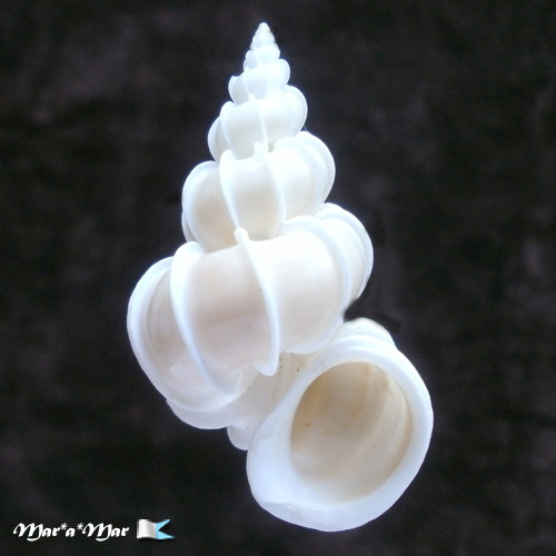 Epitonium scalare (Linnaeus, 1758)