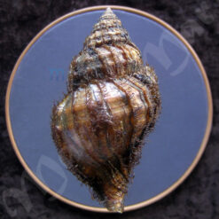 Alternative view of Monoplex parthenopeus (Salis Marschlins, 1793)