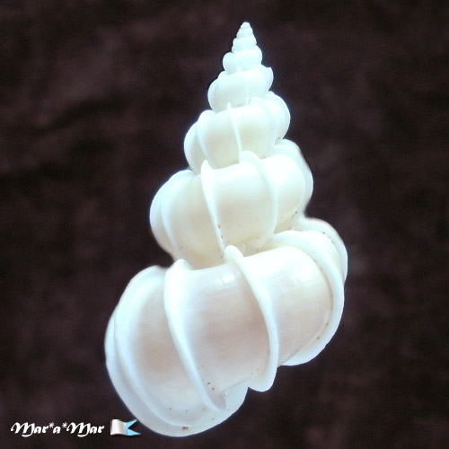 Epitonium scalare (Linnaeus, 1758) - Imagem 2