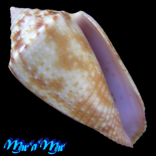 Conus josei Petuch & Barschauer, 2016