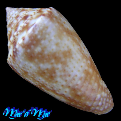 Alternative view of Conus josei Petuch & Barschauer, 2016